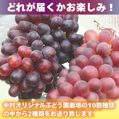 【2026年先行予約】ぶどう詰め合わせ ここにしかないオリジナル品種 おまかせ詰め合わせ2種約1kg