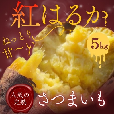 紅はるか 生芋 5kg 熟成 数量限定