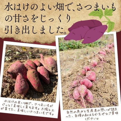 紅はるか 生芋 5kg 熟成 数量限定