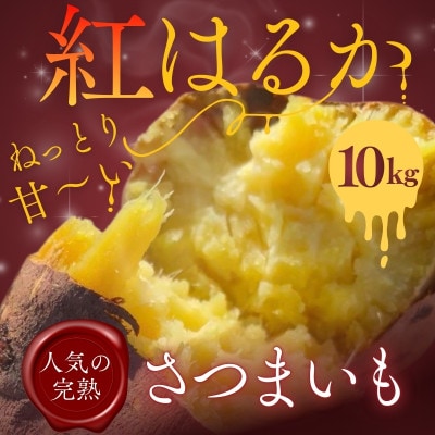 紅はるか 生芋 10kg 熟成 数量限定
