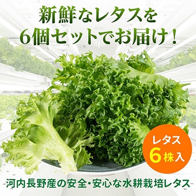 【ふるさと納税】河内長野産 ☆水耕栽培☆レタス 6個　栽培期間中農薬不使用