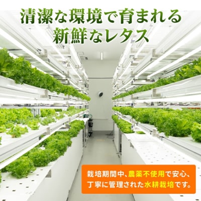 【ふるさと納税】河内長野産 ☆水耕栽培☆レタス 6個　栽培期間中農薬不使用
