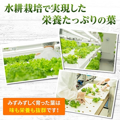 【ふるさと納税】河内長野産 ☆水耕栽培☆レタス 6個　栽培期間中農薬不使用