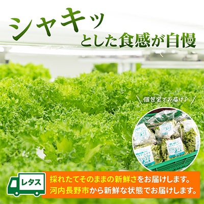 【ふるさと納税】河内長野産 ☆水耕栽培☆レタス 6個　栽培期間中農薬不使用