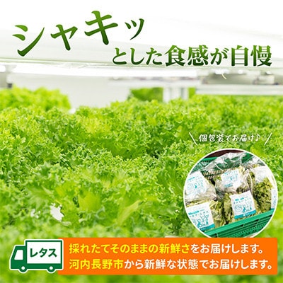 【毎月定期便】【6ヵ月】水耕栽培 フレアベル フリルアイス 6個レタスセット全6回