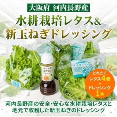 【毎月定期便】【ふるさと納税 3ヶ月】とれたてレタスと玉ねぎドレッシングセット全3回