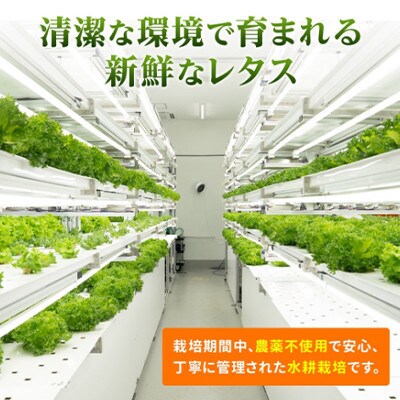 【毎月定期便】【12ヶ月】とれたてレタス4袋と玉ねぎドレッシングセット全12回