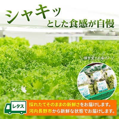 【毎月定期便】【12ヶ月】とれたてレタス4袋と玉ねぎドレッシングセット全12回