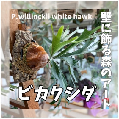 ビカクシダ(コウモリラン)ホワイトホークコルク仕立て　インテリアグリーン プランツハンガー 観葉植物