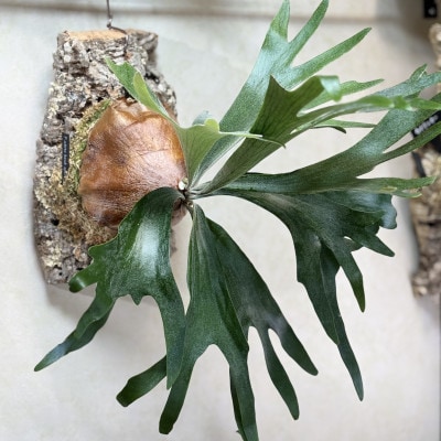 ビカクシダ(コウモリラン)ホワイトホークコルク仕立て　インテリアグリーン プランツハンガー 観葉植物