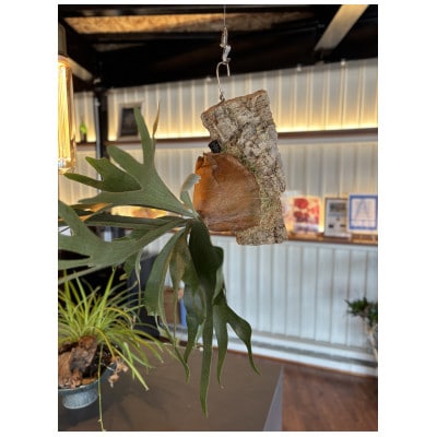 ビカクシダ(コウモリラン)ホワイトホークコルク仕立て　インテリアグリーン プランツハンガー 観葉植物