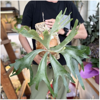 ビカクシダ(コウモリラン)ホワイトホークコルク仕立て　インテリアグリーン プランツハンガー 観葉植物