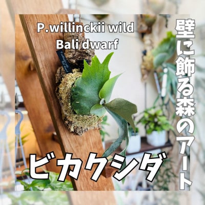 ビカクシダ(コウモリラン) ウィリンキーバリドワーフ コルク仕立て 観葉植物 インテリアグリーン