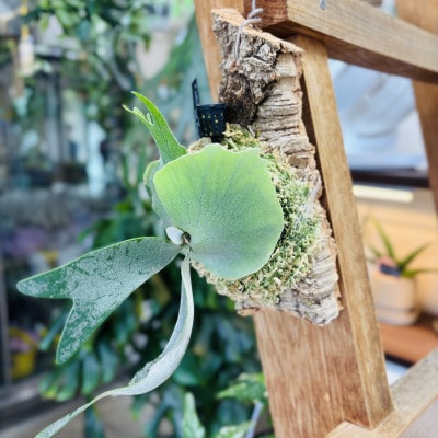 ビカクシダ(コウモリラン) ウィリンキーバリドワーフ コルク仕立て 観葉植物 インテリアグリーン