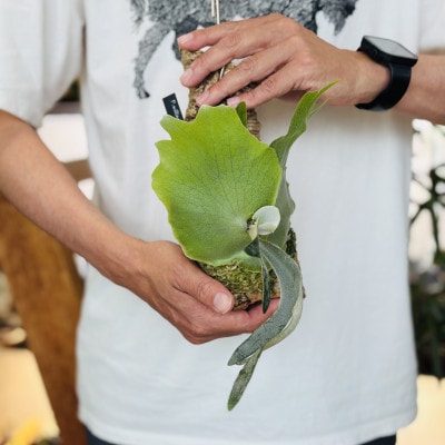 ビカクシダ(コウモリラン) ウィリンキーバリドワーフ コルク仕立て 観葉植物 インテリアグリーン