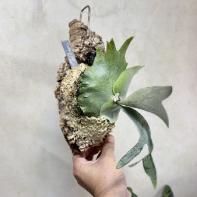 ビカクシダ(コウモリラン) ウィリンキーバリドワーフ コルク仕立て 観葉植物 インテリアグリーン