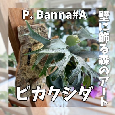 ビカクシダ(コウモリラン)バンナ#A P. Banna#Aコルク仕立て 観葉植物 インテリアグリーン