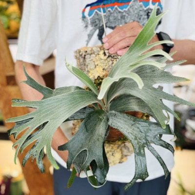 ビカクシダ(コウモリラン)バンナ#A P. Banna#Aコルク仕立て 観葉植物 インテリアグリーン