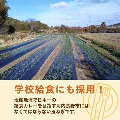 玉ねぎ 5kg サイズ混合【カネイチ農園】