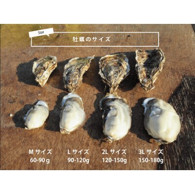 北海道厚岸町のブランド牡蠣「マルえもん」Mサイズ40個(生食用)