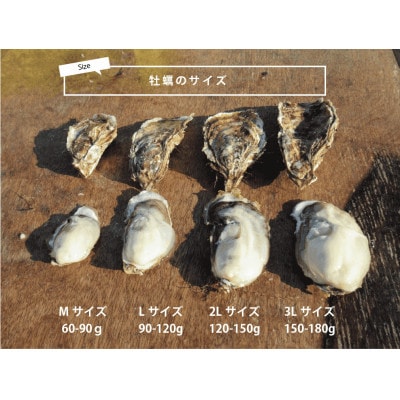 北海道厚岸町の牡蠣「マルえもん」Lサイズ 20個(生食用)・あさり 1kg
