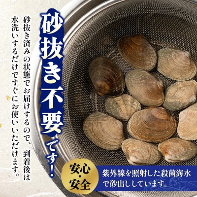 面倒な砂抜き不要!北海道厚岸産あさり 500g×1パック(大中混合)