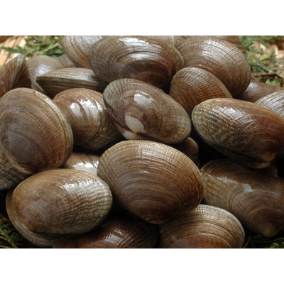 【4月中旬から6月限定発送】天然!殻あさり(大) 1kg(500g×2パック)