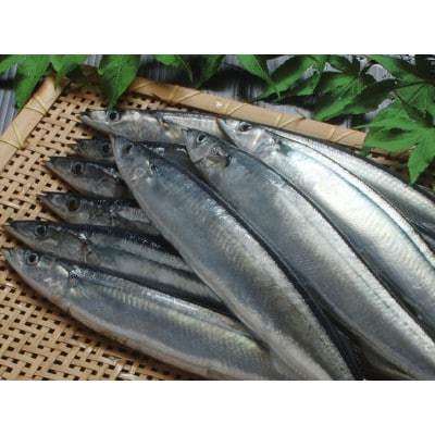 北海道厚岸産 鮮度バツグン!! 鮮さんま 5本 刺身用