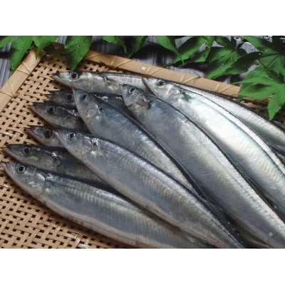 北海道厚岸産 鮮度バツグン!! 鮮さんま 10本 刺身用