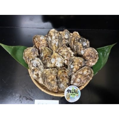 【生食用】「カキえもん」LLサイズ×10個 北海道厚岸町産 殻付牡蠣 (カキナイフ付)
