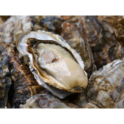 【生食用】「マルえもん」Mサイズ×20個 北海道厚岸町産 殻付牡蠣 (カキナイフ付)