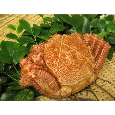 【訳あり】3D冷凍毛がに300～400g×1尾