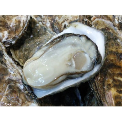 【生食用】北海道厚岸産　殻付弁天かきA5サイズ(約170g以上)×10個　カキナイフ付