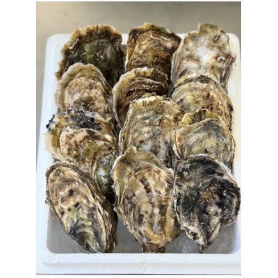 北海道厚岸町産 牡蠣 生食用 殻付カキ 「マルえもん」Lサイズ12個入り