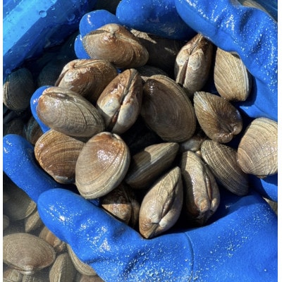 《砂出し済み》【北海道厚岸産】大粒天然あさり 4kg
