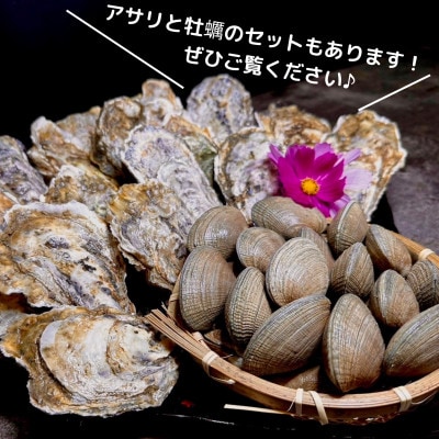訳あり《砂出し済み》【北海道厚岸産】天然アサリ 1.3kg