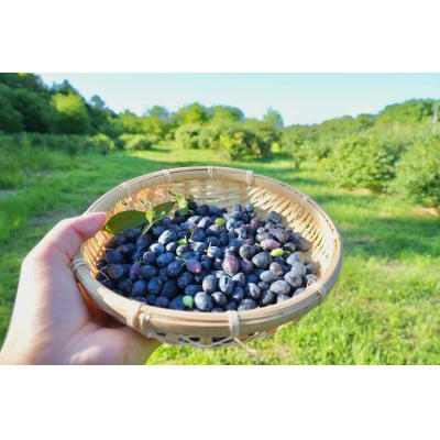 冷凍ハスカップ 500g  農薬・除草剤・化学肥料栽培期間中不使用 2024年産