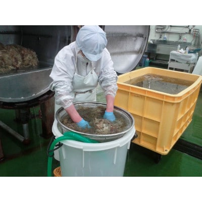 伊豆天草100%　昔ながらの手突きさらしところ天　三杯酢味　2パック入りを12セット