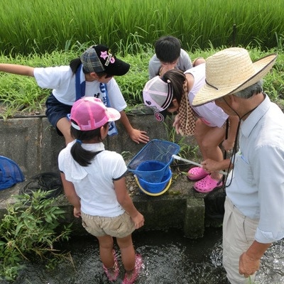 【令和6年産】特別栽培米 10kg【玄米】(コシヒカリ)