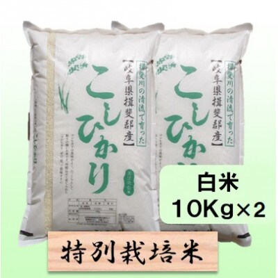 【令和7年産】特別栽培米 20kg【白米】(コシヒカリ)