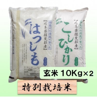 【令和6年産】特別栽培米 20kg【玄米】(ハツシモ/コシヒカリ)