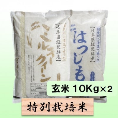 【令和6年産】特別栽培米 20kg【玄米】(ミルキークイーン/ハツシモ)