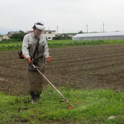 【令和6年産】特別栽培米 5kg【白米】(夢ごこち)