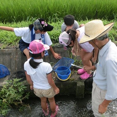 【令和6年産】特別栽培米 5kg【白米】(夢ごこち)