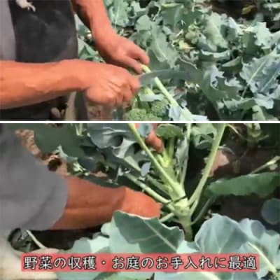 達人の収穫シリーズ【万能収穫鎌】 野菜の収穫,草刈りなどに!農業用刃物