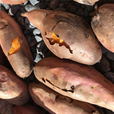 「出逢いに感謝」セット ~美濃蜜芋 焼き芋5本~【11-4月にかけて順次発送】