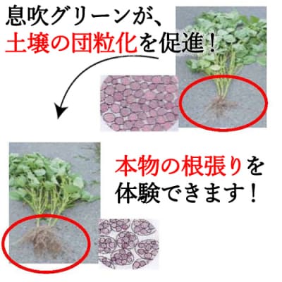 土に息を吹込む　息吹グリーン　(土壌改良材)　1kg入 D10-15