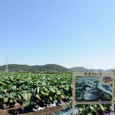 S15-20 とれったひろば 円空さといも【12月～2月に順次発送】