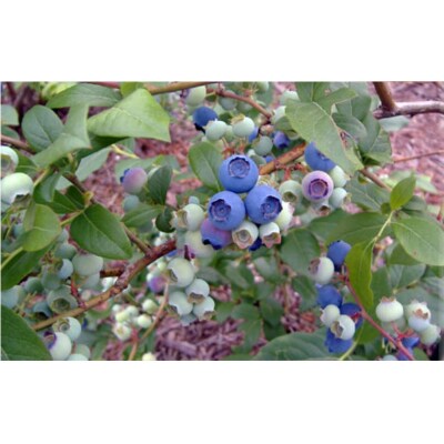 栽培期間中農薬不使用の自然農園 紫屋【ブルーベリージュース】 12本 (720ml)