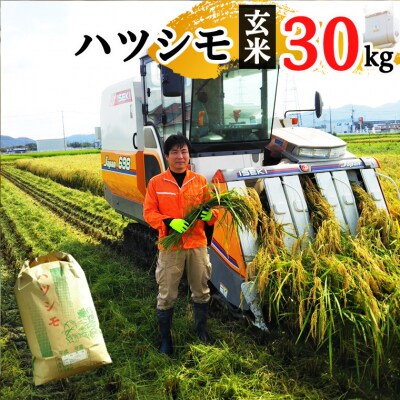 楽天市場】米 30kg 一等米 ハツシモ 岐阜県産 令和6年産 玄米 （5kg×真空パック6袋）【送料無料/精米無料/真空パック無料】【7種類から選べる精米】米の備蓄に最適な真空パック（特許取得済み）で3年〜5年の長期保存が可能です。保存食  備蓄 米 5年 保存 白米 米 お米 30 